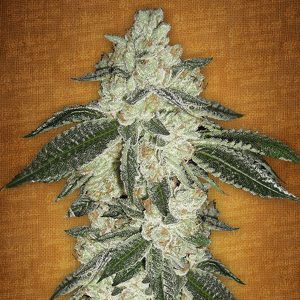 FAST BUDS – GREEN CRACK AUTO